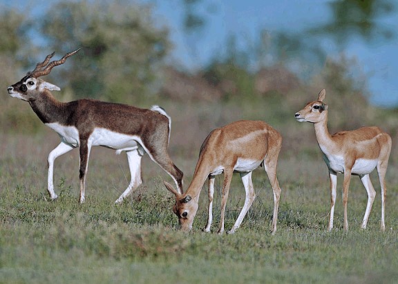 ڪاريهل، ڪارو هرڻ  Black Buck - Antilope cervicapra-